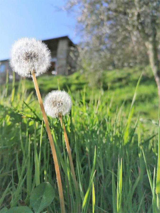 La Casa In Valli 35 Bagni di Lucca Eksteriør bilde